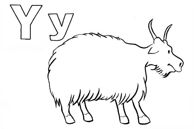 Yolanda the Yak