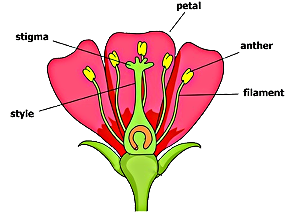 labelled-diagram-of-a-flower-inspirational-parts-of-a-flower-and-plant