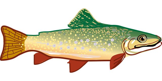 image of a fish with one upper fin, two fins on bottom, and one fin on the side.