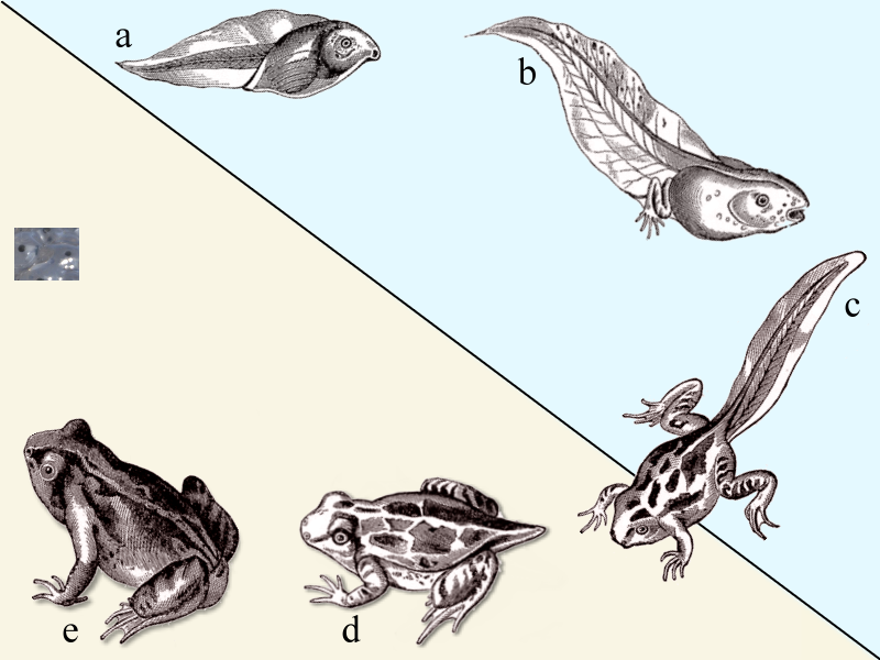 image of the frog life cycle