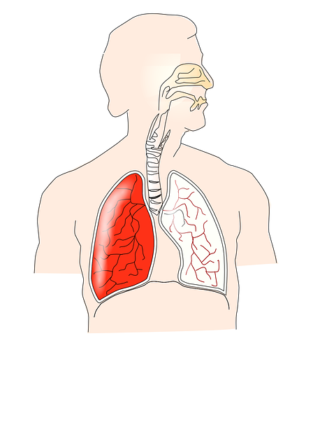 image of the respiratory system